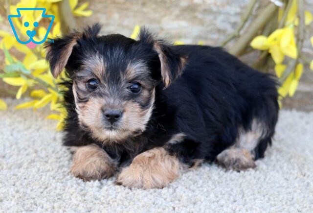 Coco Yorkie2 image