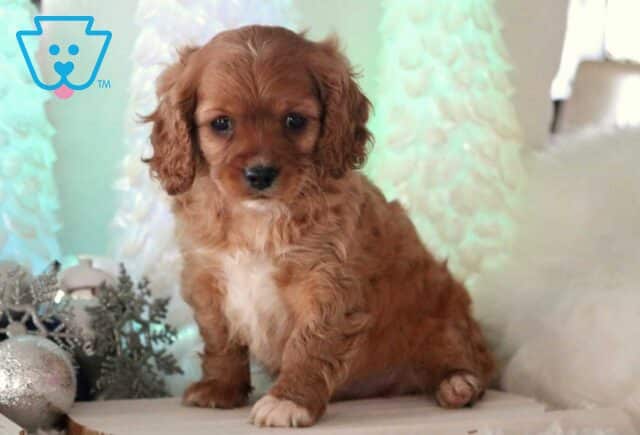 Cody Cavapoo image
