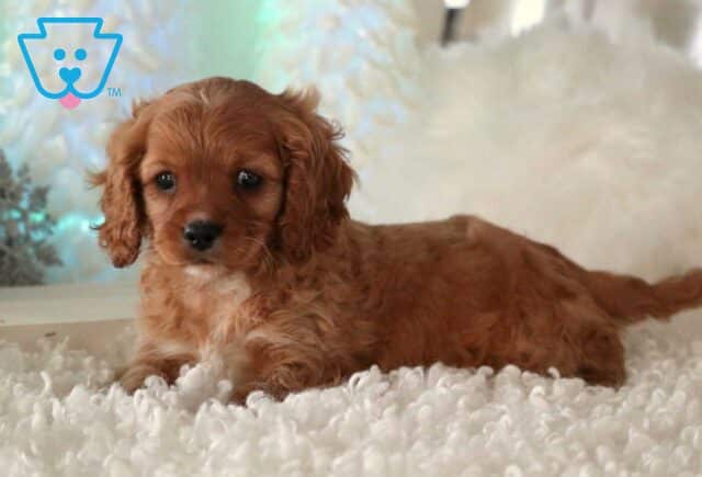 Cody Cavapoo2 image