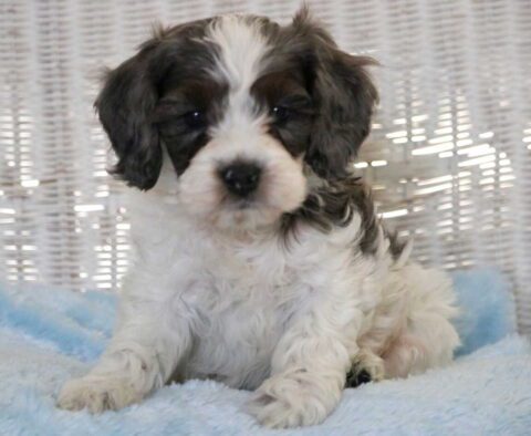 Comet Cockapoo
