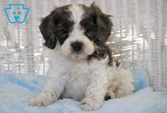 Comet Cockapoo image