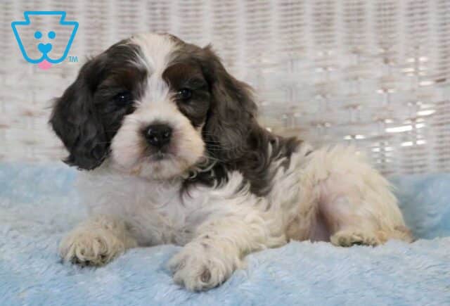 Comet Cockapoo2 image