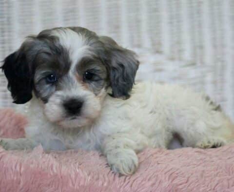 Cookie Cockapoo2