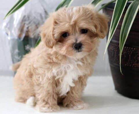 Cookie Maltipoo