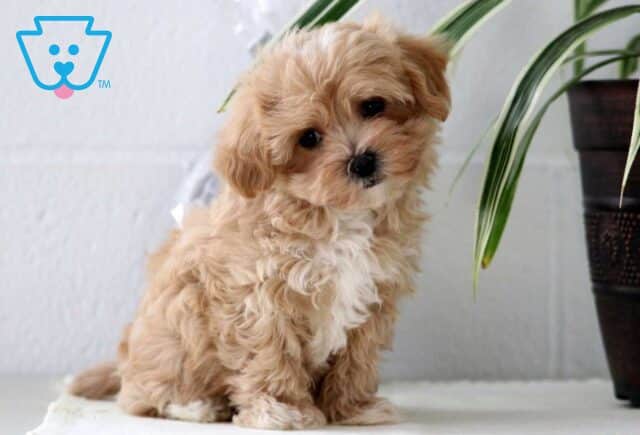 Cookie Maltipoo2 image