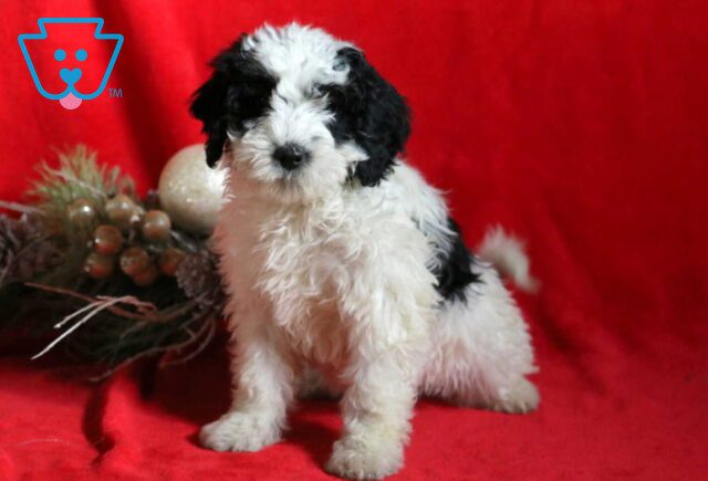 Cookie Mini Bernedoodle image