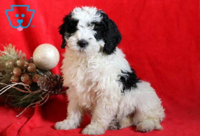 Cookie Mini Bernedoodle2 image