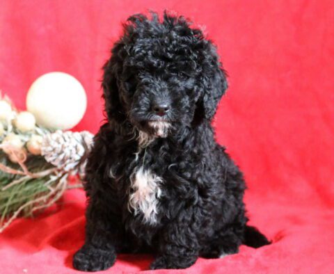 Cooper Mini Bernedoodle
