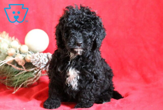 Cooper Mini Bernedoodle image