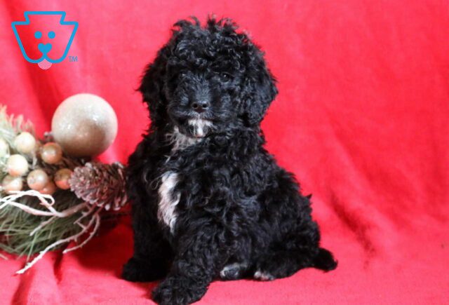 Cooper Mini Bernedoodle2 image