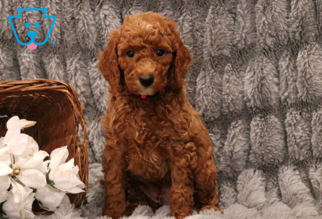 Cooper Mini Goldendoodle image