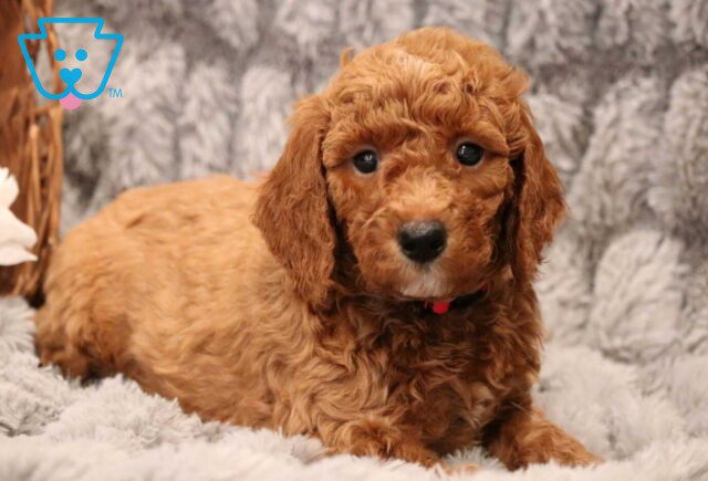 Cooper Mini Goldendoodle2 image