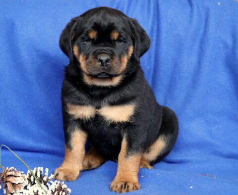 Cory Rottie