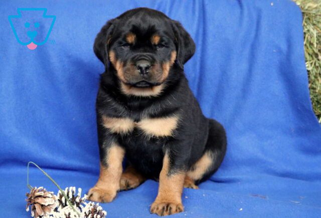 Cory Rottie image