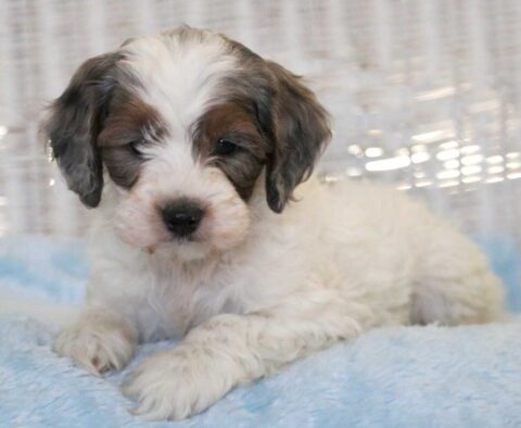 Cubby Cockapoo3
