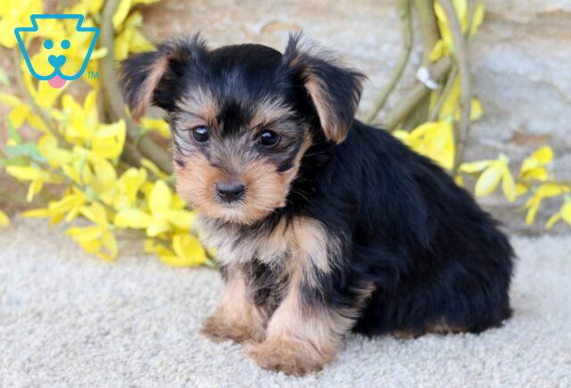 Cupcake Yorkie image
