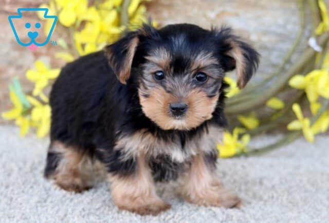 Cupcake Yorkie2 image