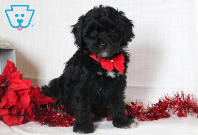 Cupid Mini Goldendoodle image
