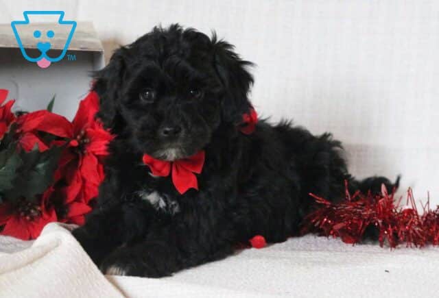 Cupid Mini Goldendoodle2 image