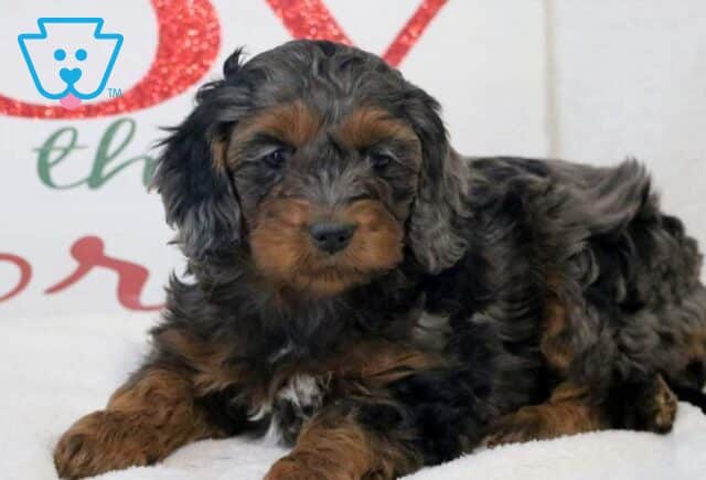 Daisy Cockapoo image