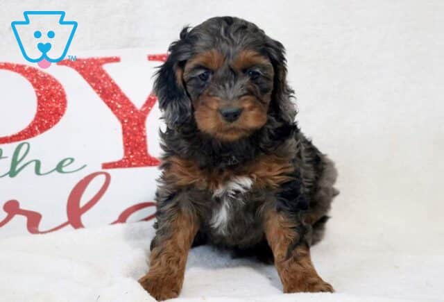 Daisy Cockapoo2 image
