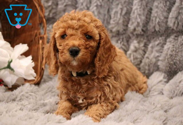 Daisy Mini Goldendoodle2 image
