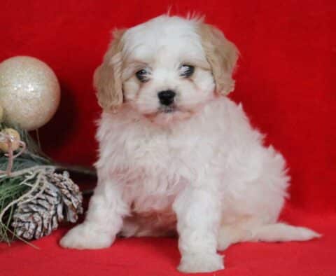 Darla Cavachon