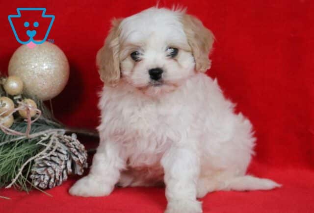 Darla Cavachon image
