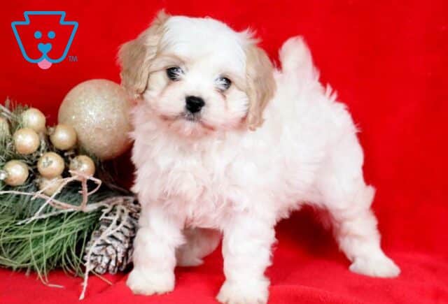 Darla Cavachon2 image