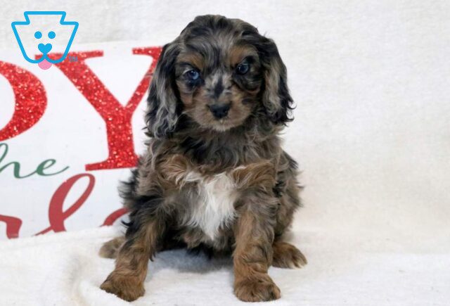 Dee Cockapoo image