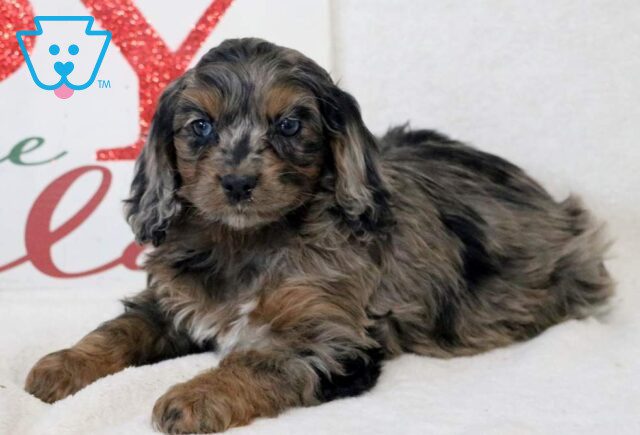Dee Cockapoo2 image