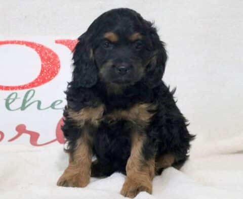 Dill Cockapoo