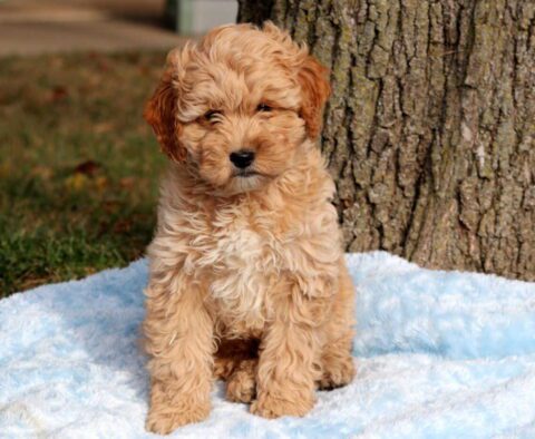 Dino Cockapoo