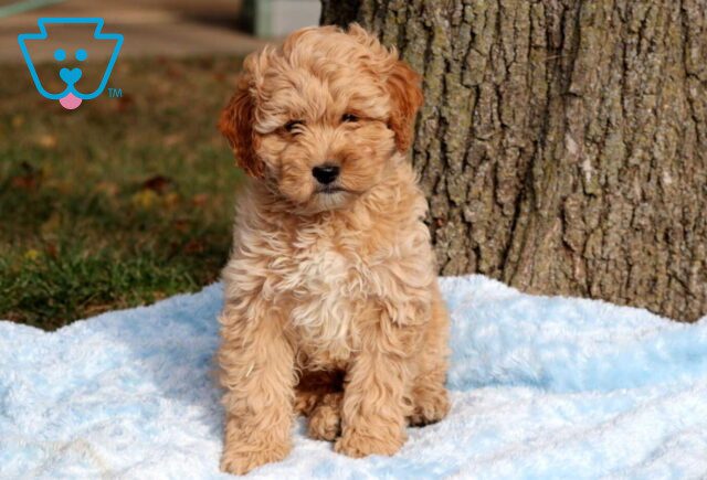 Dino Cockapoo image