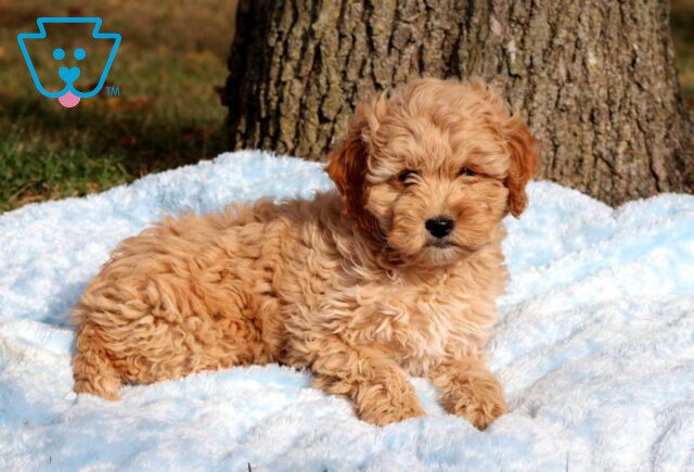 Dino Cockapoo2 image