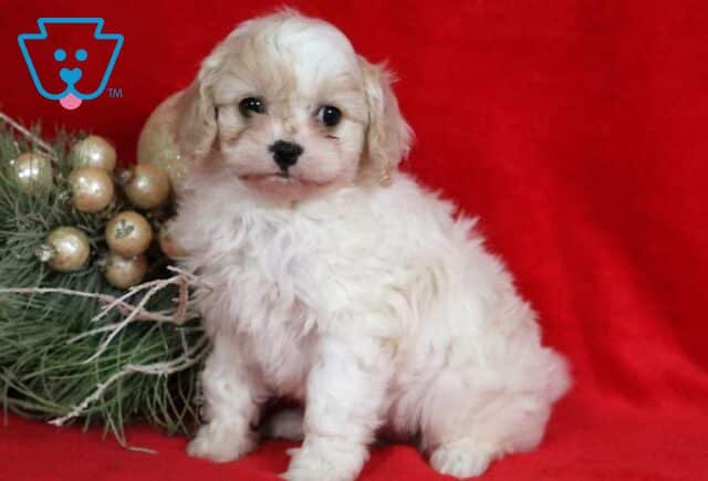 Dolly Cavachon image