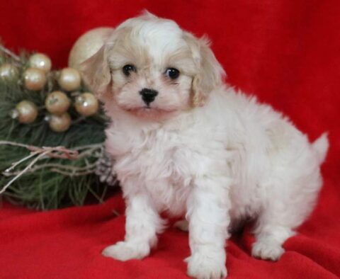 Dolly Cavachon2