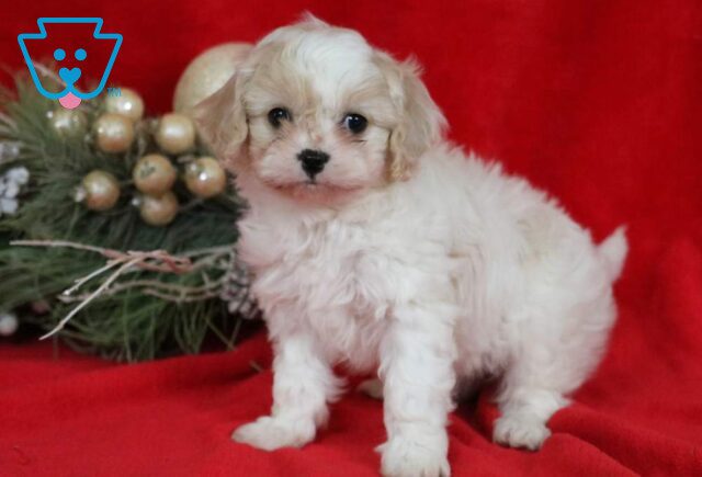 Dolly Cavachon2 image