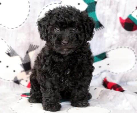 Dori Mini Labradoodle