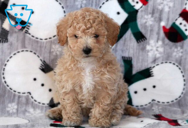 Dream Mini Labradoodle image