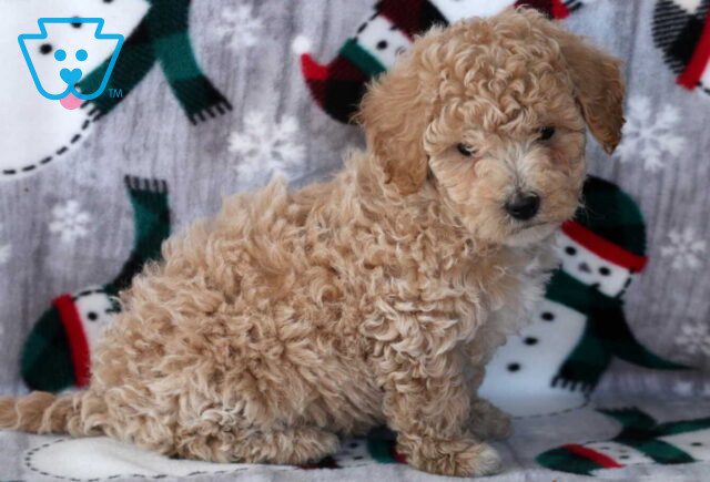 Dream Mini Labradoodle2 image