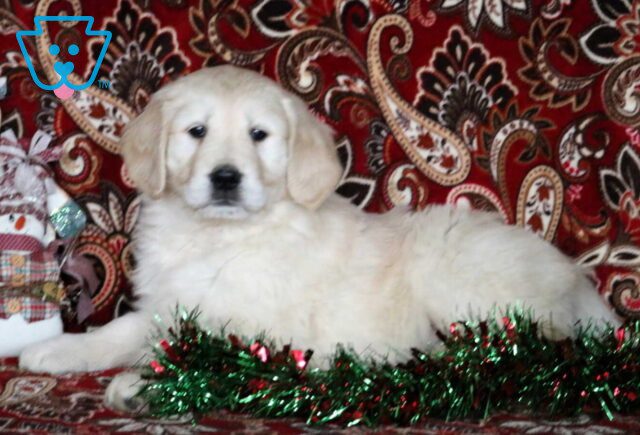 Duffy Golden image