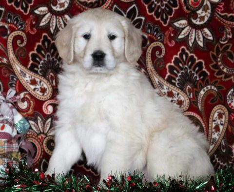 Duffy Golden2