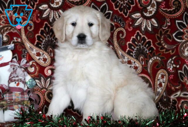 Duffy Golden2 image
