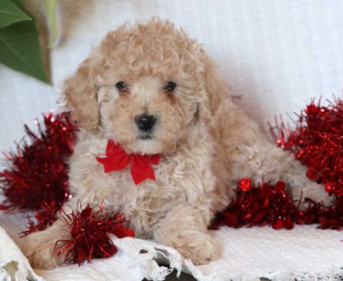 Elf Mini Goldendoodle2