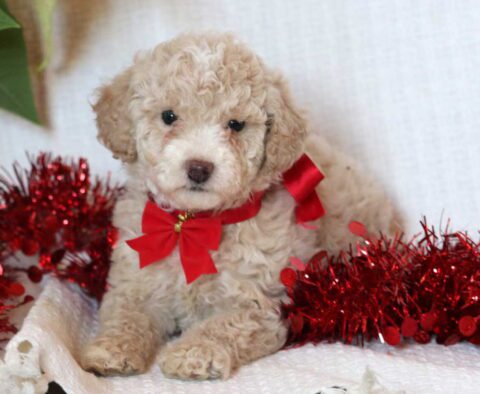 Elis Mini Goldendoodle
