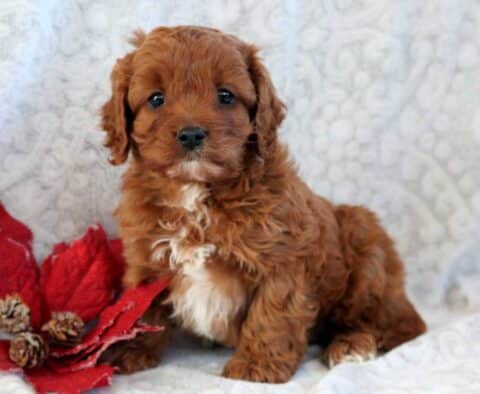 Elvis Cavapoo