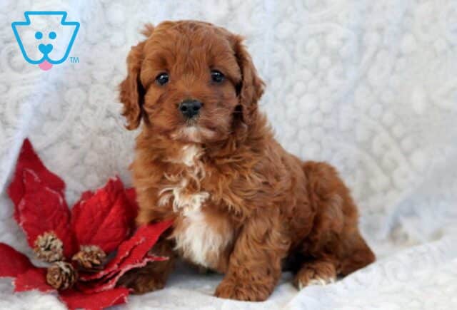 Elvis Cavapoo image