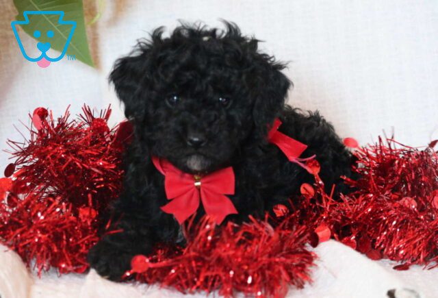 Emmie Mini Goldendoodle image