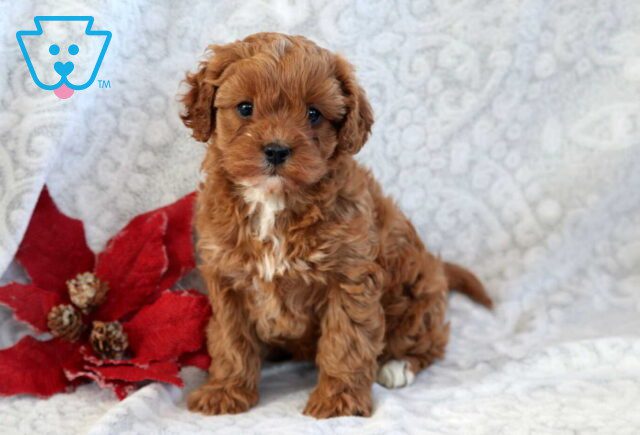 Eve Cavapoo image